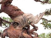 Juniperus chinensis 'Itoigawa' - Japán bonsai}