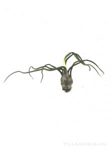 Tillandsia bulbosa - kötözetlen