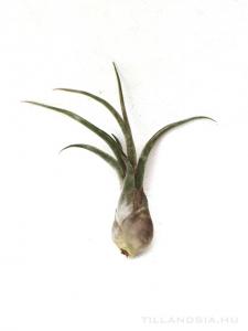 Tillandsia caput-medusae S - kötözetlen