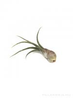 Tillandsia caput-medusae S - kötözetlen