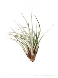 Tillandsia fasciculata L - kötözetlen