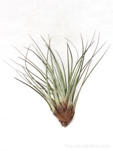 Tillandsia fasciculata XL - kötözetlen