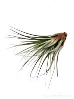 Tillandsia fasciculata XL - kötözetlen