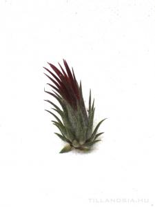 Tillandsia ionantha rubra - kötözetlen