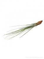 Tillandsia juncea  - kötözetlen