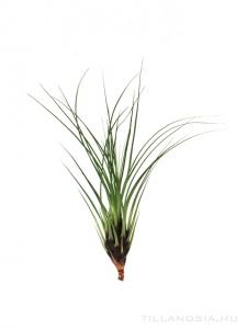 Tillandsia punctulata - kötözetlen