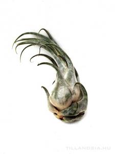 Tillandsia seleriana L - kötözetlen