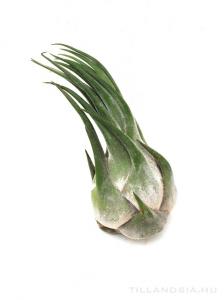 Tillandsia seleriana XL - kötözetlen