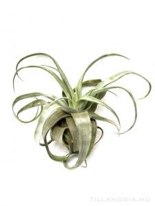 Tillandsia streptophylla XL - kötözetlen