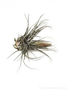 Tillandsia velickiana L - kötözetlen