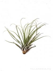 Tillandsia velickiana S - kötözetlen