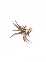 Tillandsia capitata - kötözetlen