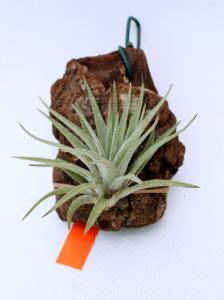 Tillandsia plagiotropica