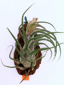 Tillandsia pruinosa