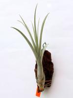 Tillandsia balbisiana