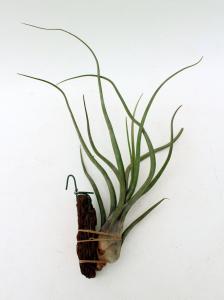 Tillandsia pseudobaileyi
