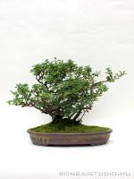 Chaenomeles japonica bonsai 02.}