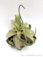 Dobozos airplant 01. - Tillandsia streptophylla