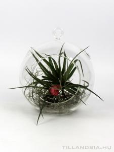 Air plant 04. - Tillandsia stricta