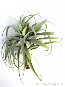 Tillandsia cacticola 'Bright Leaf' 01.