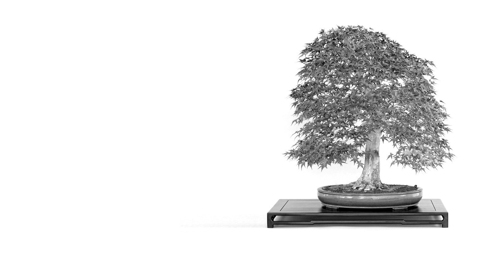 japan juhar bonsai acer palmatum trident mapple bonsai a marczka bonsai kerteszet gyujtemenyebol